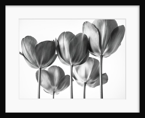 Red Tulips by Assaf Frank